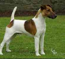 Smooth-fox terrier: opis pasme