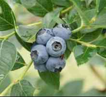 Blueberry Garden: opis, zasaditev in rastoče značilnosti