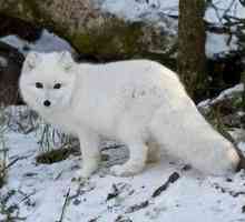 Modra in bela arktična lisica: kje živijo?