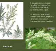 Grenak (beli) pelin: videz in uporaba rastline