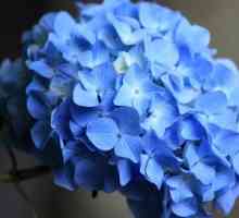 Hydrangea blue: sajenje in oskrba