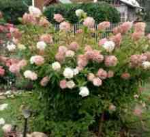 Hydrangea paniculate grandiflora: sajenje in oskrba
