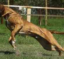 Grozni vitez v pasji koži - Mastiff Phil Brazilian