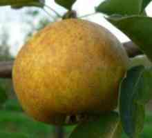 Pear `bergamot`: sajenje in oskrba