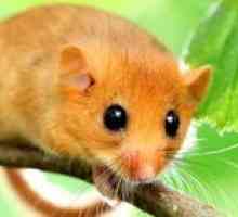 Gnezdilni polh: splošne značilnosti živali in vrste teh miši