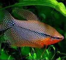 Gurami nitenoscy - lepa, nezahtevna in raznolika akvarijska riba