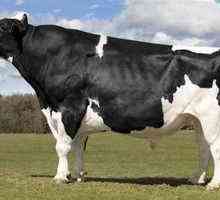 Značilnosti in značilnosti krav Holsteina