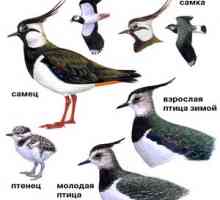 Značilnosti čebiške ptice, pingvini