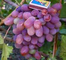 Značilnost občutka sorte grozdja