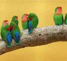 Značilnosti, značilnosti pasme papiga in ime vrst papagajov