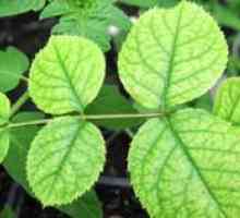 Kloroza v rastlinah: kakšna bolezen in kako zdraviti