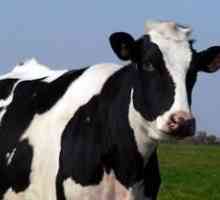 Kholmogorija pasme krav: opis, opis