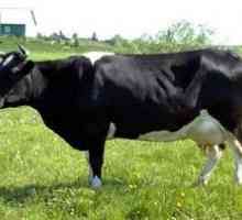 Kholmogory pasma krav - opis, značilnosti pasme