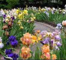 Želite pravo mavrico - potem, spomladi je čas, da rastline irises