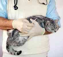 Idiopatski cistitis pri mačkah: zdravljenje cistitisa pri mačkah