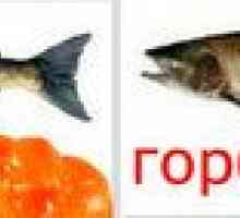 Rožnati losos ali skorja lososa: kaj je bolje in kako izbrati kakovosten izdelek