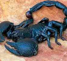 Imperial Scorpion: značilnosti življenjskega cikla