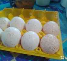 Inkubacija puranovih jajc doma