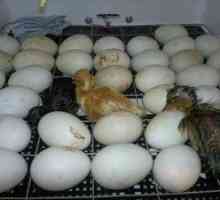 Inkubacija raca jajc, kako odstraniti raca v inkubatorju