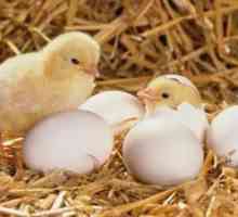 Navodila za sklenitev piščancev v inkubatorju doma