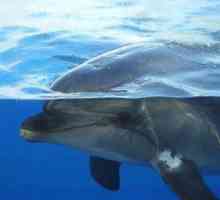 Zanimive informacije: kako delfini spijo in dihajo?