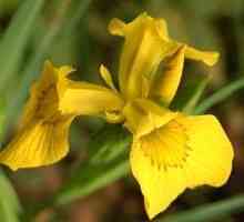 Iris marsh: sajenje in oskrba, značilnosti rastlin
