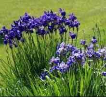 Iris sibirica: sajenje in oskrba