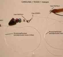 Uporaba Karolinskega snapa za ribolov na predenje rib