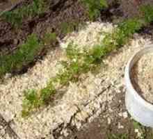 Uporaba žagovine za vrt: metode uporabe, koristi in škode
