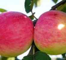Apple Tree: raznolik opis in skrb