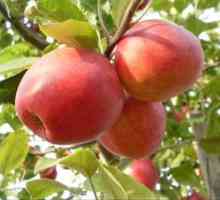 Jabolčni žafran žafran: opis sorte