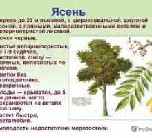 Pepelni običajni fraxinus excelsior: opis rastline