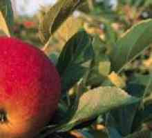 Učinkovite metode za boj proti cvetovi jabolk