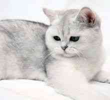 Exotic Shorthair Cat: vse o pasmi