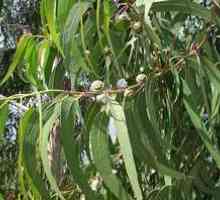 Eukaliptus: opis drevesa, rast, uporabne lastnosti