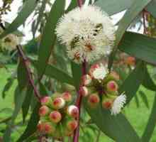Eukaliptus - sredstvo za kašljanje. Uporaba in zdravilne lastnosti