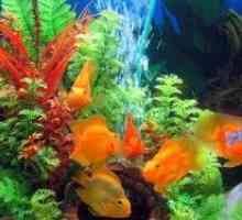 Kako izgleda akvarij z ribami: interpretacija sanj