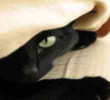 Kaj sanja črna mačka, kaj pomeni to videti v sanjah