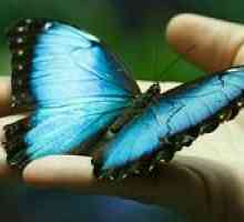 Kaj sanjajo metulji. Razlaga različnih knjig sanj