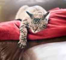 Kakšne so mačke sanjale: interpretacija sanjskih knjig