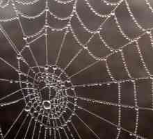 Kaj je sanje o pajki in pajčevini: razlaga knjige sanj
