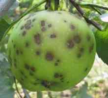 Kako ravnati s krabo jabolk in drugih sadnih dreves