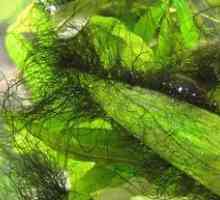Kako ravnati z algami v akvariju