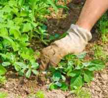 Kako se hitro znebiti plevelov na vrtu in uničiti travo