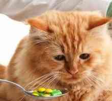 Kako dati mačku tablete črvov: načini, previdnostni ukrepi