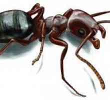 Kako se znebiti mravlje v zasebni hiši