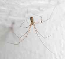 Kako se znebiti pajkov v zasebnih domovih