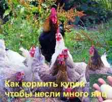 Kako hraniti piščanca za prevoz veliko jajc