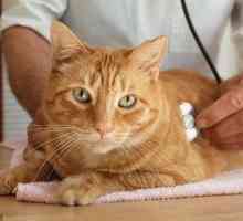 Kako zdraviti piometro v mački in kakšni so simptomi začetka