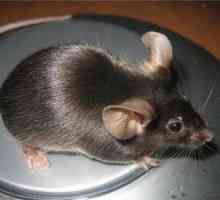 Kot miško je bolje jesti, obstaja nekaj divje in domače miške